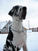 Elen Dog Arktika 